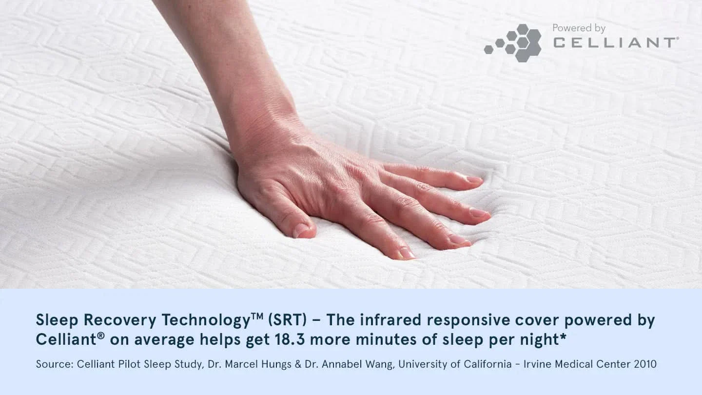 Bear Original - Image 3